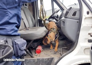 Pies przeszukujący pojazd na terenie na którym znaleziono narkotyki.