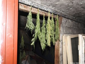 Marihuana wisząca w stodole koło domu poszukiwanego.