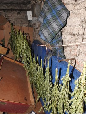 Duża ilość marihuany znaleziona w domu poszukiwanego.