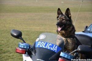 Pies siedzi na policyjnym motocyklu